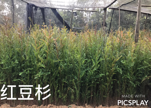紅豆杉樹苗基地